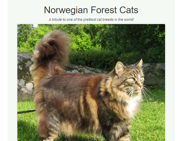 Norwegian Forest Cats